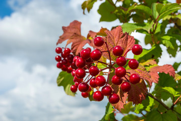 red berries of viburnum among leaves against the sky