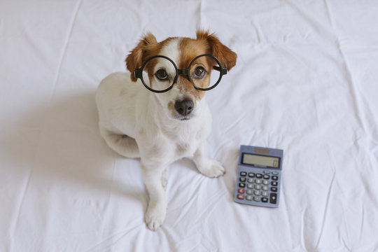 cute small dog accountant thinking and calculating with calculator on bed. Pets indoors. Working at home