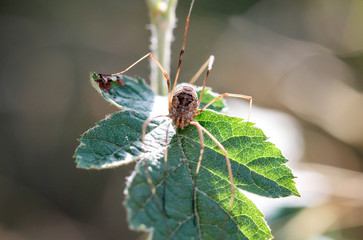 Weberknecht auf Blatt