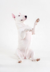 white bull Terrier on a white background performs commands, cute standing on its hind legs