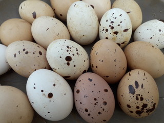 Oeufs de poules tachetés ..oups peinture