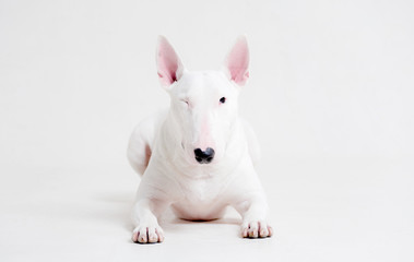 White bull Terrier lies on a white background and winks an eye, one eye closed