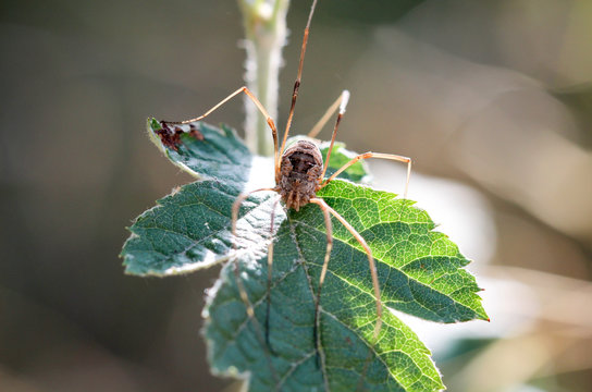 Weberknecht auf Blatt