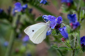 Kohlweisling, Schmetterling, Falter auf einer Pflanze 