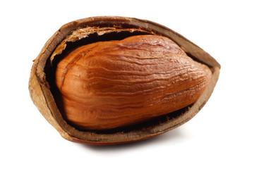 one hazelnut isolated on a white background. macro