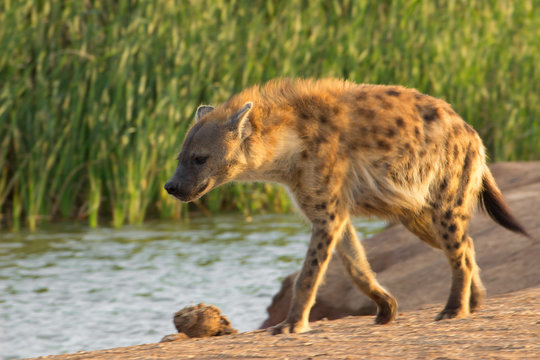 Hiena solitaria