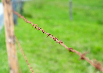 Close up view of a metallic focused rust barbed wire fence on background of green grass