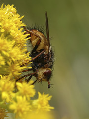 Tachina fera