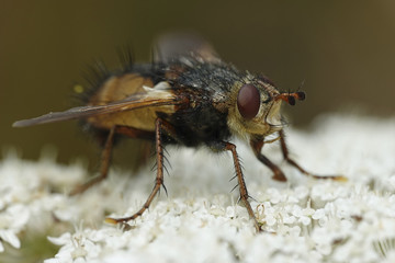 Tachina fera