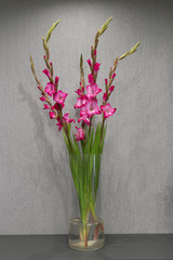 Flowers of pink gladiolus close up on a light background