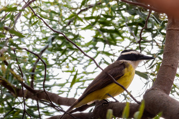 Great kiskadee