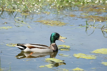 Canard colvert (Anas platyrhynchos)