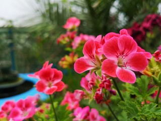 pink flower