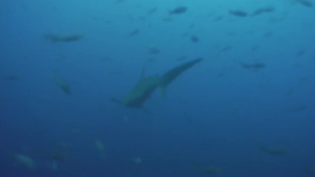 На Филиппинах утонули два российских дайвера - МК Камчатка