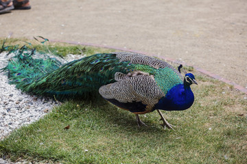 Fototapeta premium Peacock sitting in royal garden