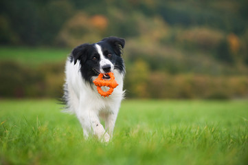 Border Collie Mischling apportiert Spielzeug