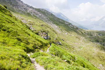 Sils, Silsersee, Seenplatte, Chastè, Wanderweg, Furtschellas, Val Fex,  Marmorè, Blumenweg, Alpen, Oberengadin, Graubünden, Sommer, Schweiz