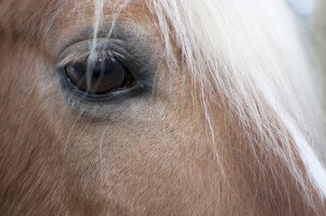 Close up of Horse Eye