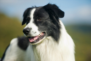 Border Collie Mischling