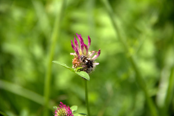 Insekt im Klee