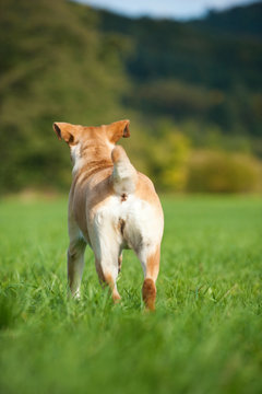 Rennender Labrador Retriever von hinten