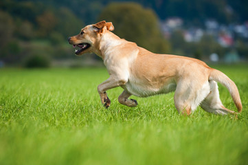 Naklejka na ściany i meble Labrador Retriever rennt durch eine Wiese