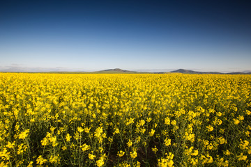 Fototapeta premium Wide angle image of the sun setting over a bright yellow canola field in the western cape of south africa.