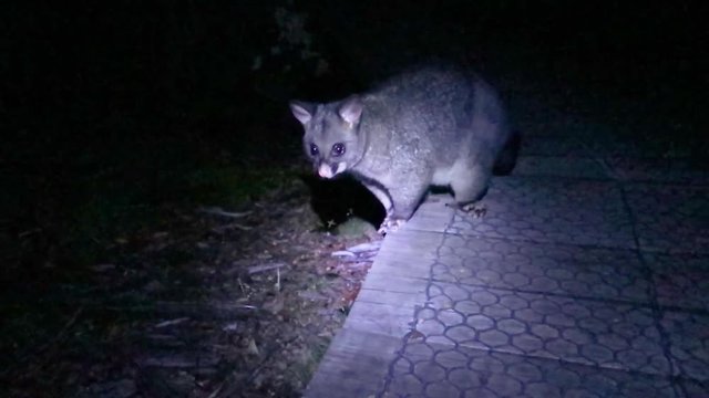 possum at night in the bush