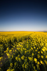 Wide angle image of the sun setting over a bright yellow canola field in the western cape of south africa.