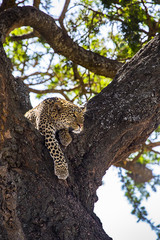 African Leopard in Tree 2397
