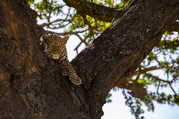African Leopard staring 2404