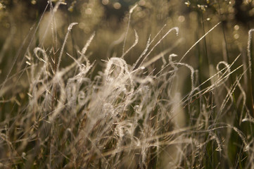 Fototapeta premium Steppe feather grass in the evening sunshine Kherson, Ukraine