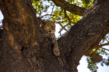 African Leopard Looking Out 2420