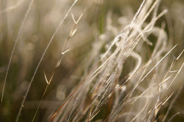 Steppe feather grass in the evening sunshine Kherson, Ukraine