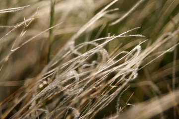 Steppe feather grass in the evening sunshine Kherson, Ukraine