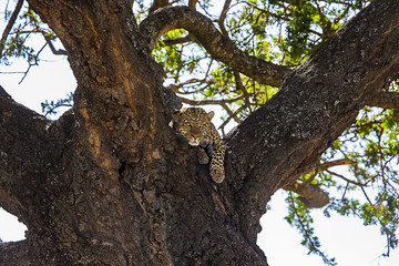African Leopard in Tree looking 2438