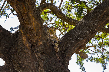 African Leopard looking 2442