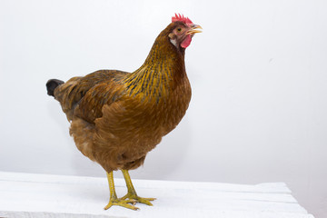 Red chicken standing on old white table top.