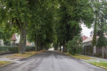 Big old trees on the residential street