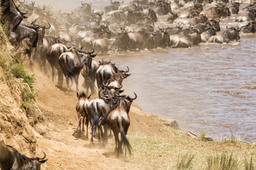 Migration of the wildebeest in the Masai Mara National Park in Kenya