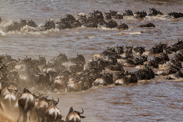 Migration of the wildebeest in the Masai Mara National Park in Kenya