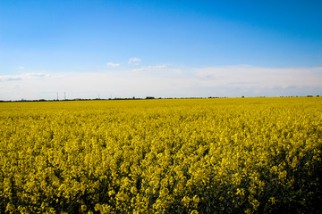 Obraz premium Rapsfeld