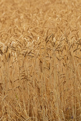 Wheat field in summer day, natural light.