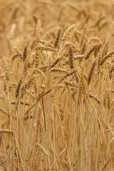 Wheat field in summer day, natural light.