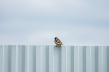 Sparrow on the iron fence