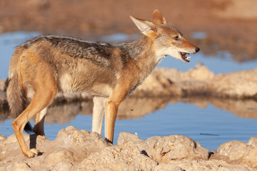 Blacked-Back Jackal at Desert Waterhole 