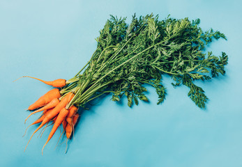 Fresh organic carrots with green leaves on blue background. Vegetables. Healthy food