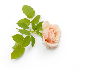 Rose liegt auf weißem Hintergrund