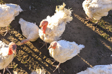 Domestic bird. Close-up. Farm. Agriculture. Turkeys