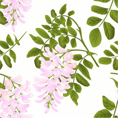 Seamless texture Locust tree twig with leaves and flowers vintage vector illustration editabe hand draw